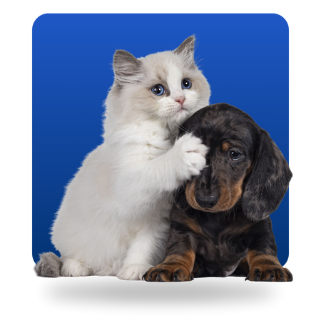 Pets
